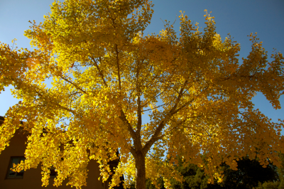golden leaves on tree